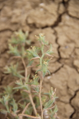 Halanthium kulpianum