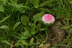 Bellis perennis