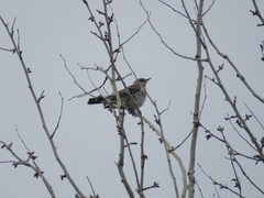 Turdus pilaris