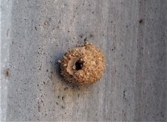 Apterona helicoidella