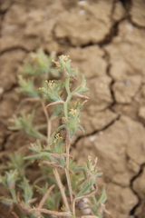 Halanthium kulpianum