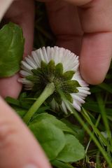 Bellis perennis