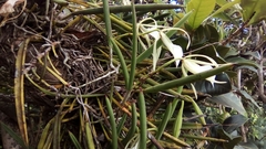 Brassavola nodosa
