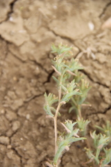 Halanthium kulpianum