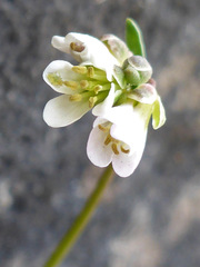Arabis scabra