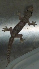 Hemidactylus platyurus