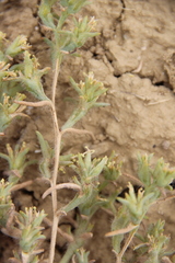Halanthium kulpianum