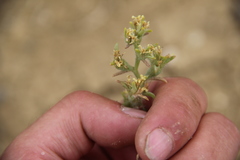 Halanthium kulpianum