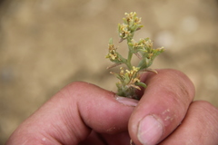 Halanthium kulpianum