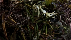 Brassavola nodosa