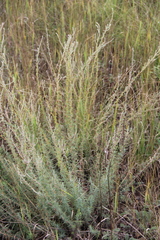 Bassia prostrata