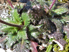 Arabis scabra