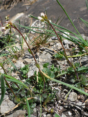 Arabis scabra