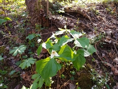 Trillium simile
