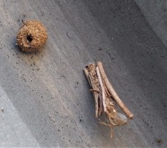 Apterona helicoidella