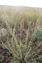 Bassia prostrata
