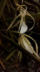 Brassavola nodosa