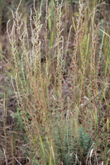 Bassia prostrata