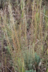 Bassia prostrata