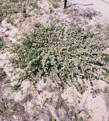 Sphaeralcea lindheimeri