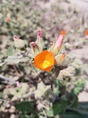 Sphaeralcea lindheimeri