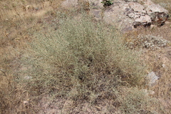 Noaea mucronata