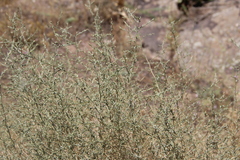 Noaea mucronata