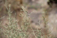 Noaea mucronata