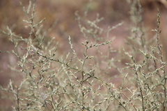 Noaea mucronata