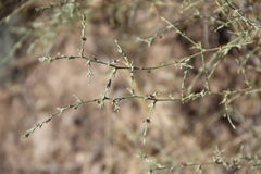 Noaea mucronata