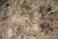 Noaea mucronata