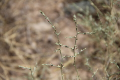 Noaea mucronata