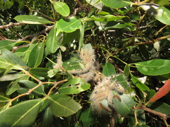 Rhoicissus revoilii