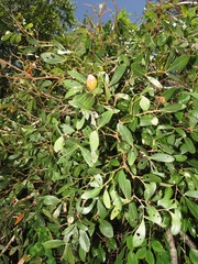 Rhoicissus revoilii