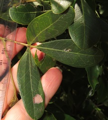 Rhoicissus revoilii