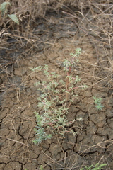 Petrosimonia brachiata