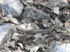 Gerrhonotus liocephalus