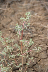 Petrosimonia brachiata