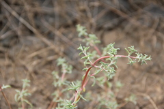 Petrosimonia brachiata