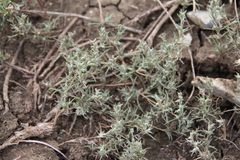 Petrosimonia brachiata