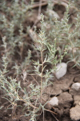 Petrosimonia brachiata