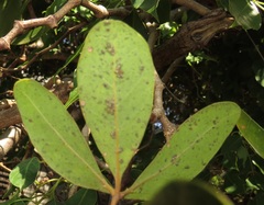 Rhoicissus revoilii