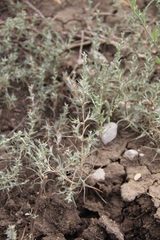 Petrosimonia brachiata