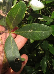 Rhoicissus revoilii