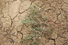Petrosimonia glaucescens