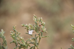 Petrosimonia glaucescens