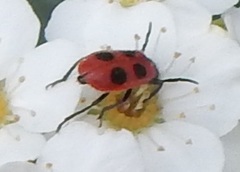 Pelonides quadripunctata