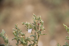Petrosimonia glaucescens