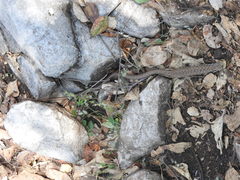 Gerrhonotus liocephalus