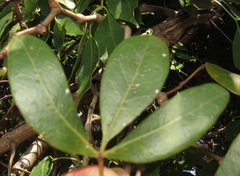 Rhoicissus revoilii